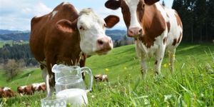 Fresh Cow Milk