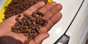 Neem Cake Pellet Form