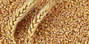 Wheat Seeds