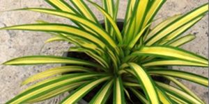 Pandanus Plant
