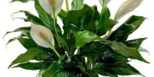 Peace Lily Plant