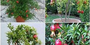 Pomegranate Plant