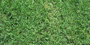Selection 1 Grass Carpet