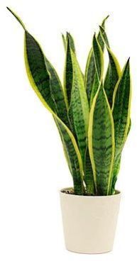Snake Plant