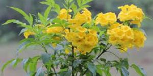 Tecoma Plant