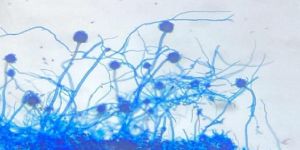 Botany Prepared Slides