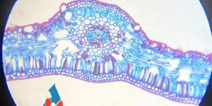 Microscope Prepared Slides