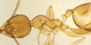 Zoology Prepared Slides