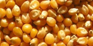 Yellow Corn Seeds