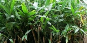 Tulda Bamboo Plant
