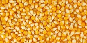 Yellow Maize