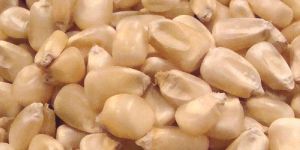 White Maize Seeds
