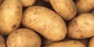 Potato
