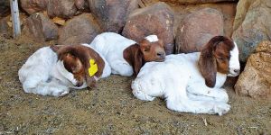 Live Boer Goats