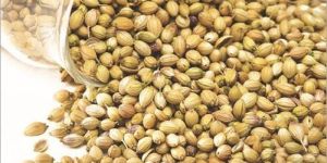 Coriander