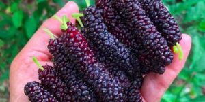 Fresh Mulberries