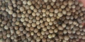 White Sandalwood Seed