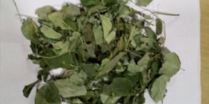 Moringa Dried Leaves