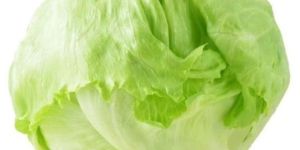 Fresh Iceberg Lettuce