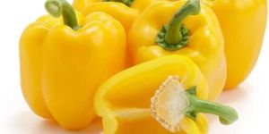Fresh Yellow Capsicum