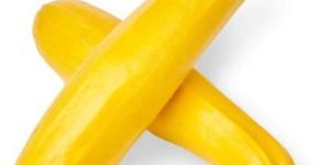 Fresh Yellow Zucchini