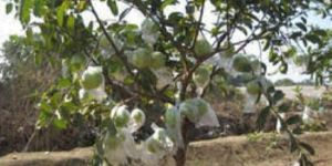 Non Woven Fruit Cover