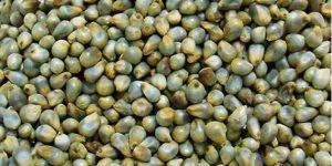 Pearl Millet Seed