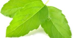Tulsi Leaves