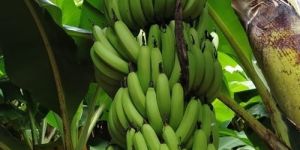 Cavendish Bananas