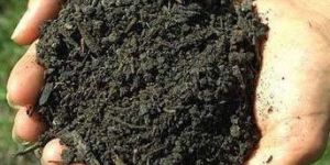 Bio Organic Fertilizer