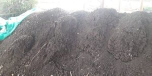 Cow Dung Manure