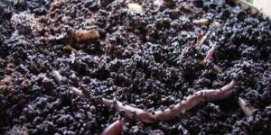 Organic Compost Fertilizer
