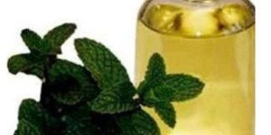 Cornmint Oil Fractions