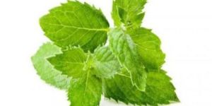 Spearmint Oil