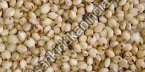 Jowar Seeds