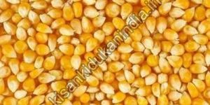 Maize Seeds