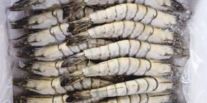 Frozen Prawns