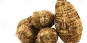 Fresh Taro Root