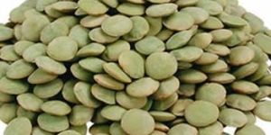 Green Lentils