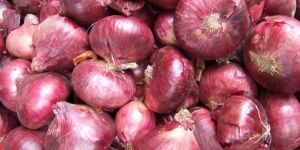 Fresh Red Onion