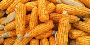 Raw Maize