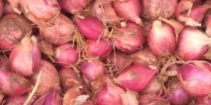 Fresh Red Onion