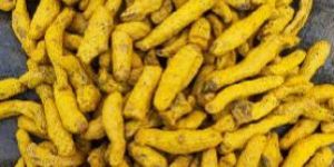Turmeric