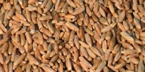 Rye Seeds