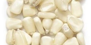 White Maize Seeds