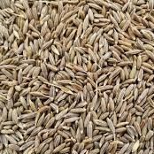 Cumin Seeds