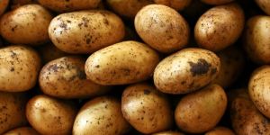 Fresh Potato