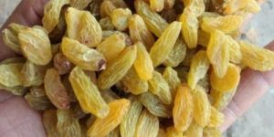 Golden Raisins