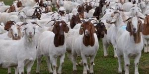 Live Boer Goats