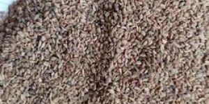 Ajwain Seeds
